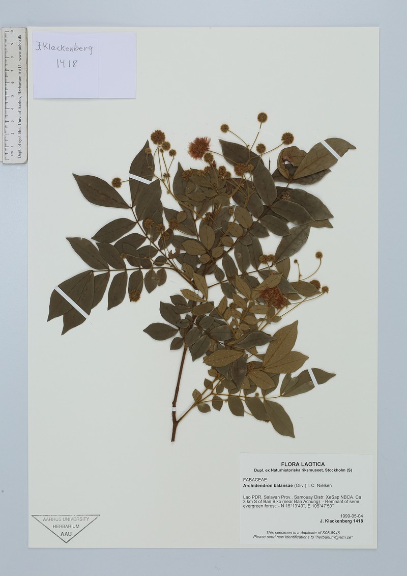 Archidendron balansae