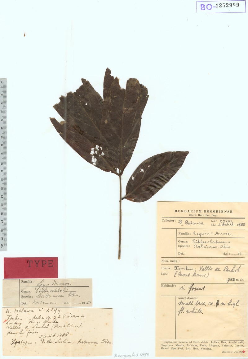 Archidendron balansae photo 2