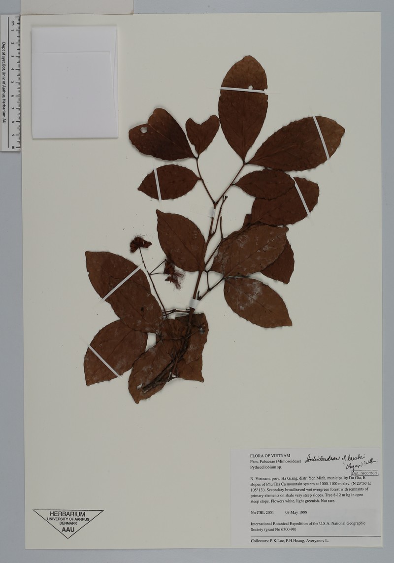 Archidendron bauchei