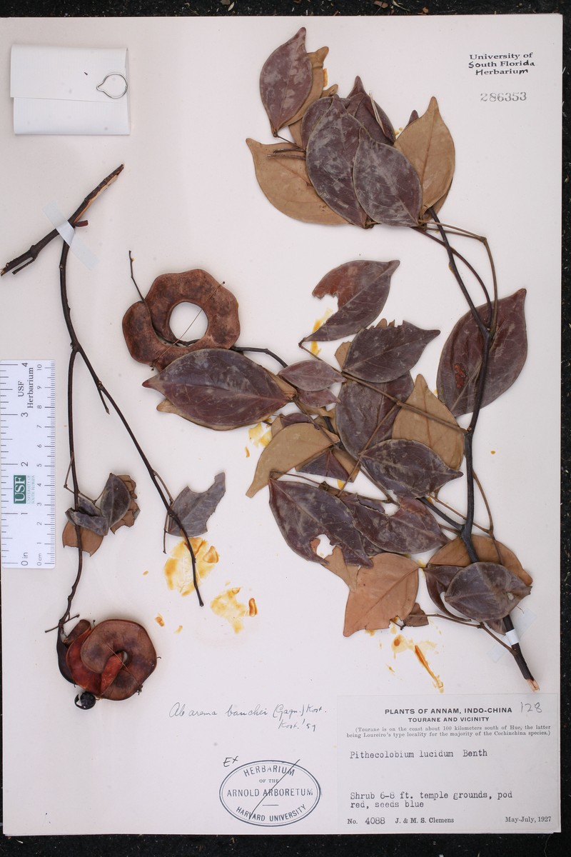 Archidendron bauchei photo 2