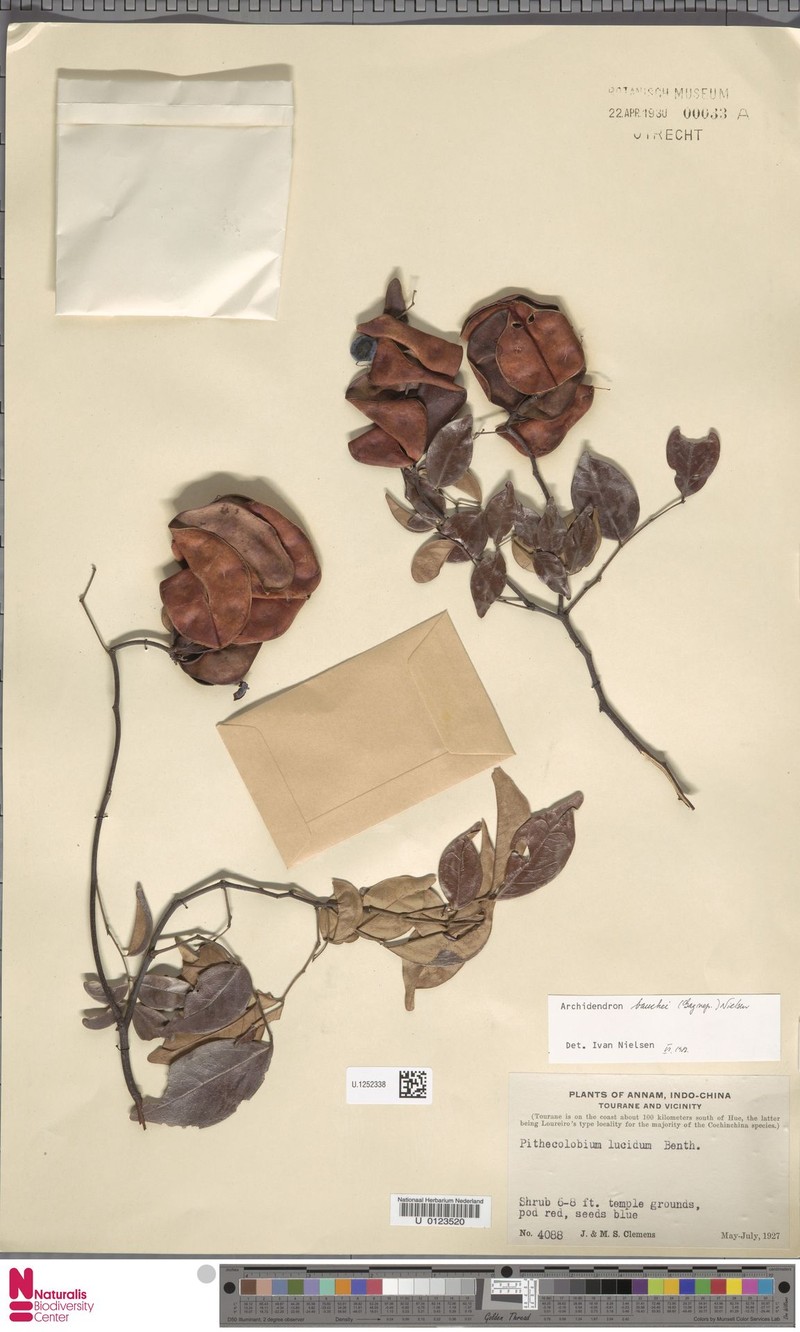Archidendron bauchei photo 3