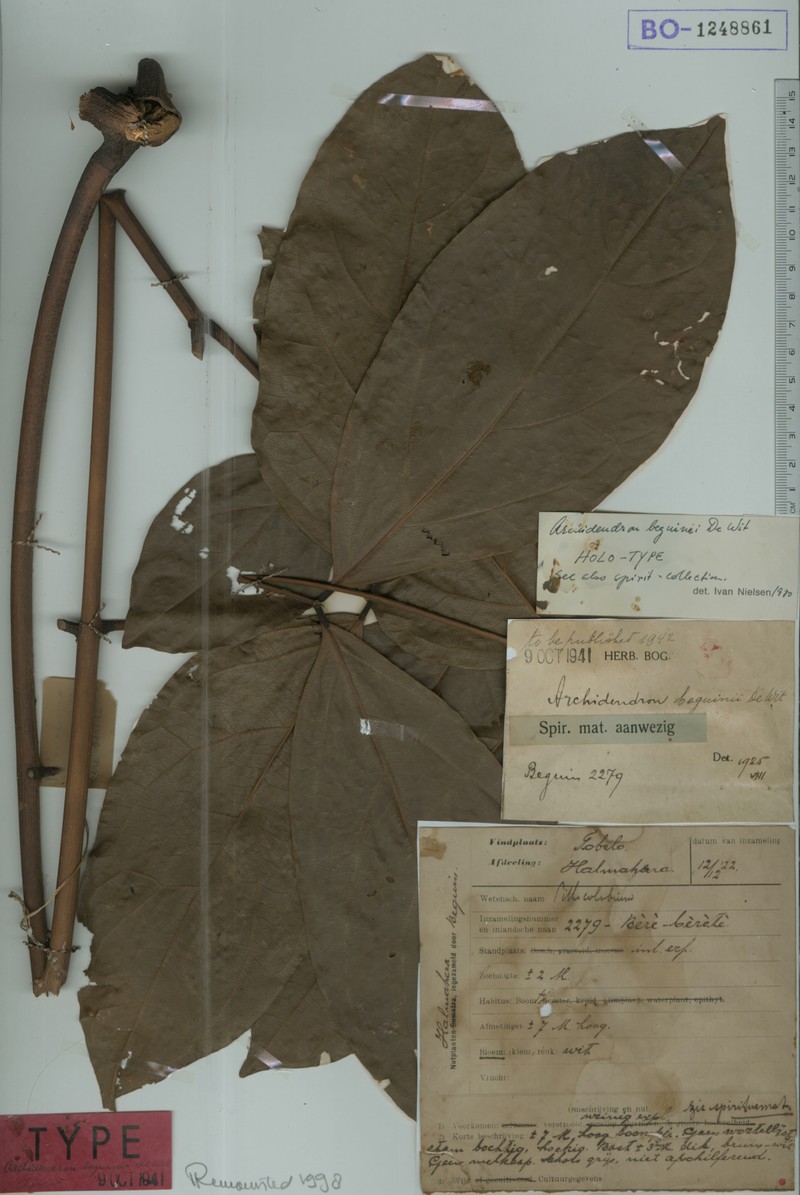 Archidendron beguinii
