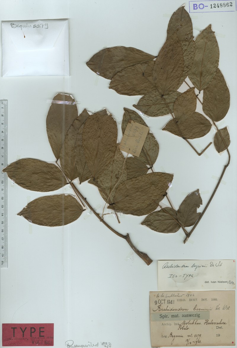 Archidendron beguinii photo 2