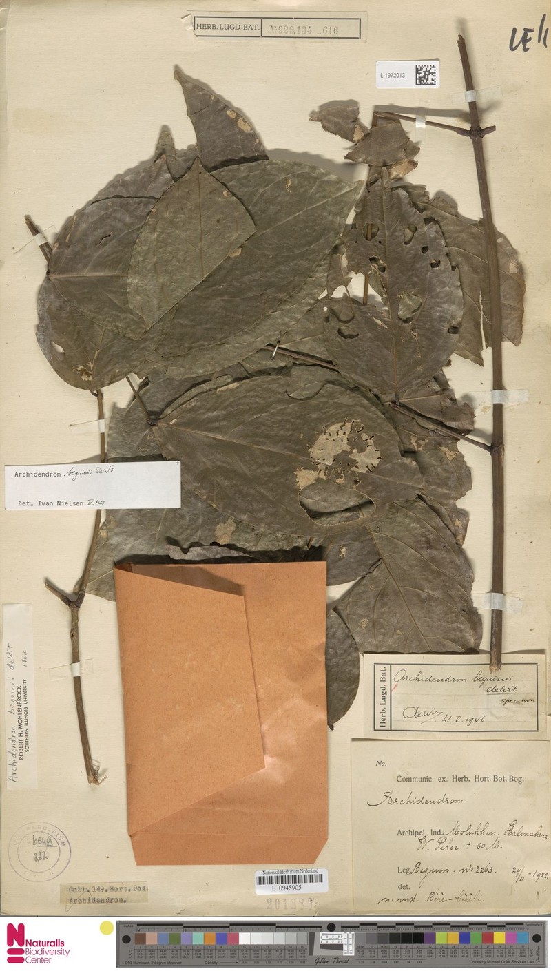 Archidendron beguinii photo 3