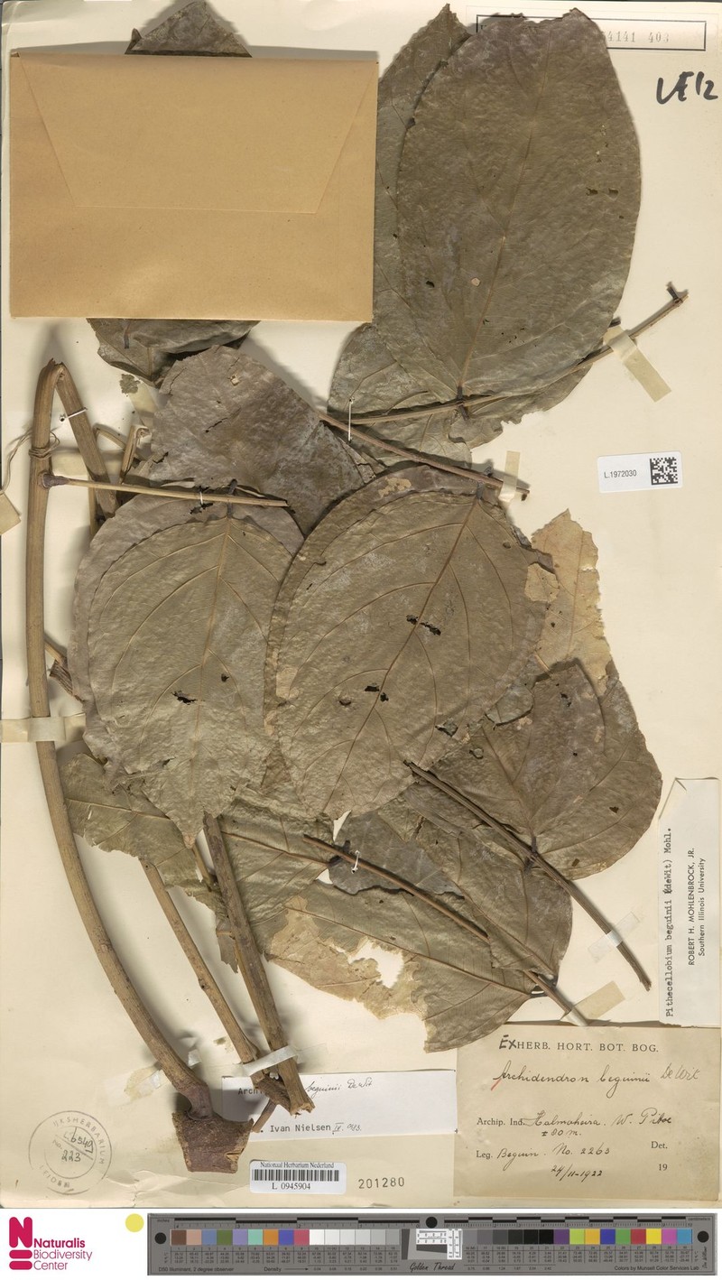 Archidendron beguinii photo 4