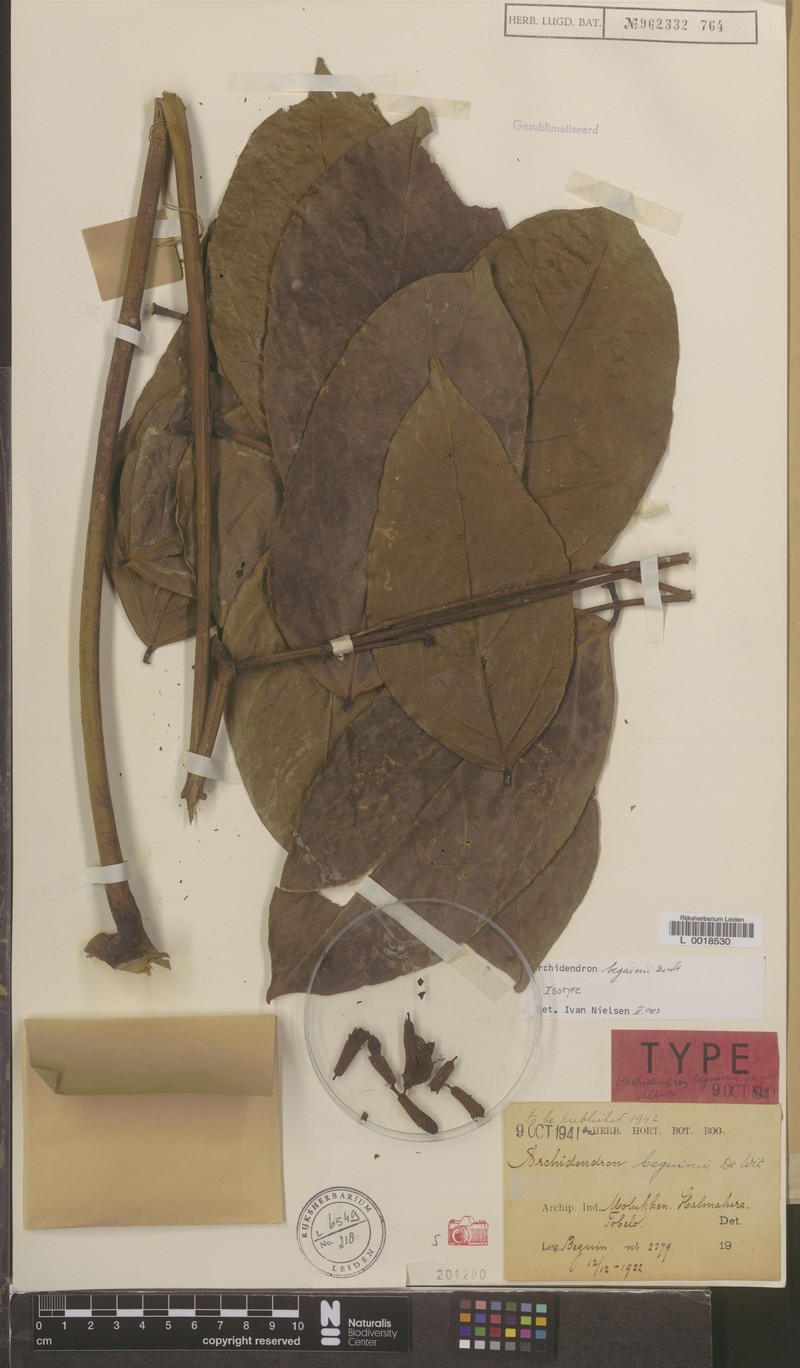 Archidendron beguinii photo 5