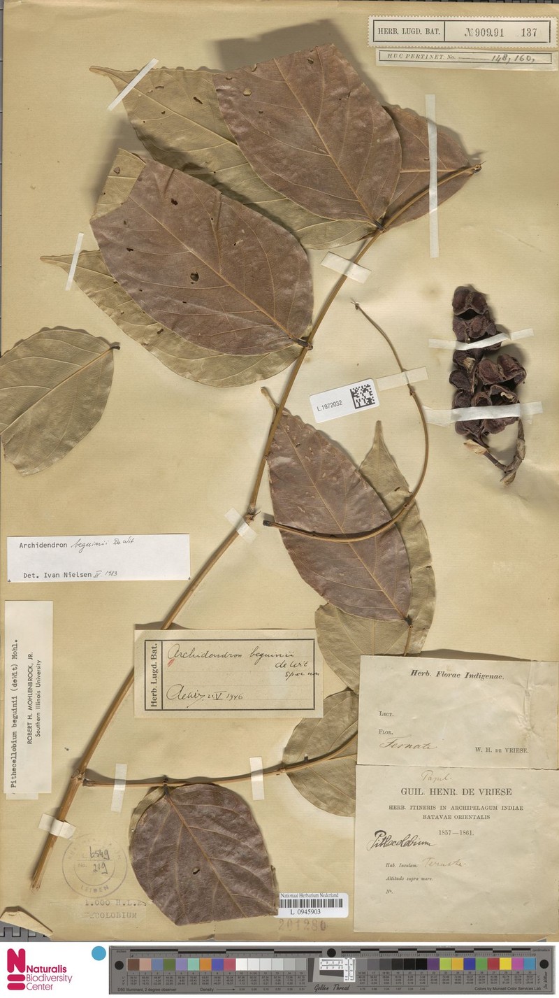 Archidendron beguinii photo 6