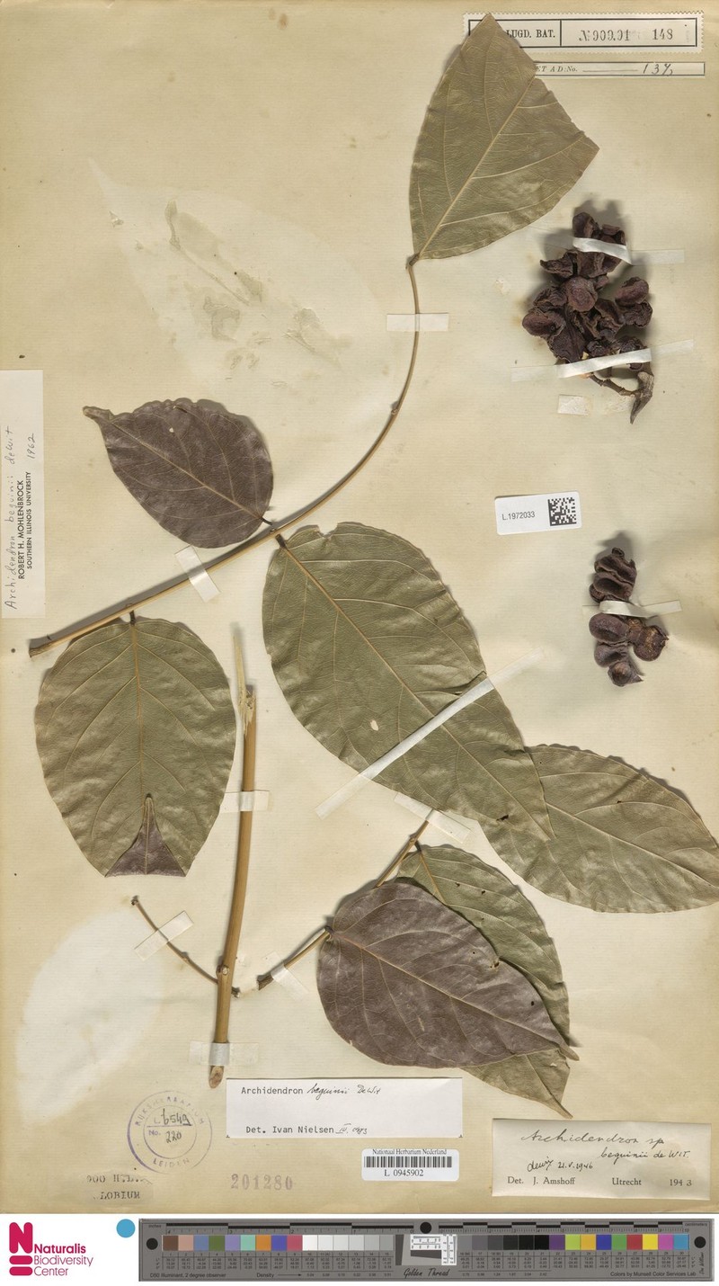 Archidendron beguinii photo 7