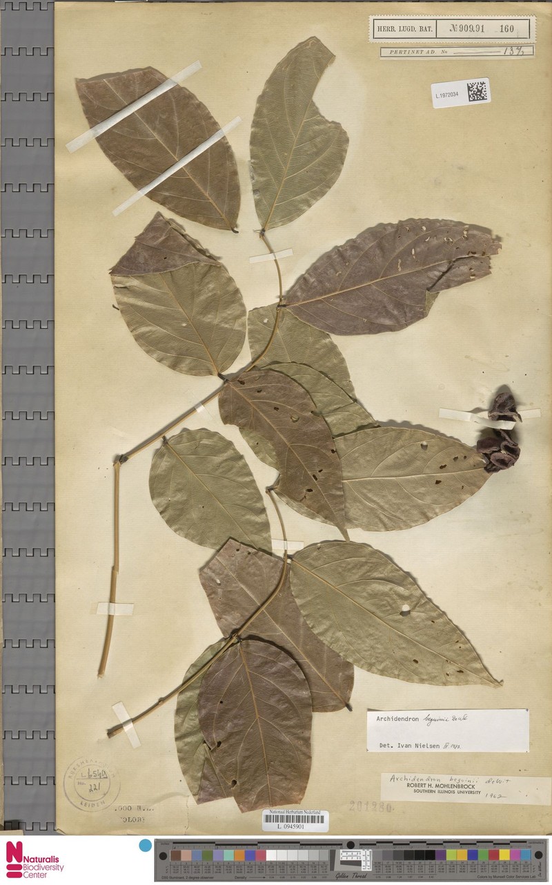 Archidendron beguinii photo 8