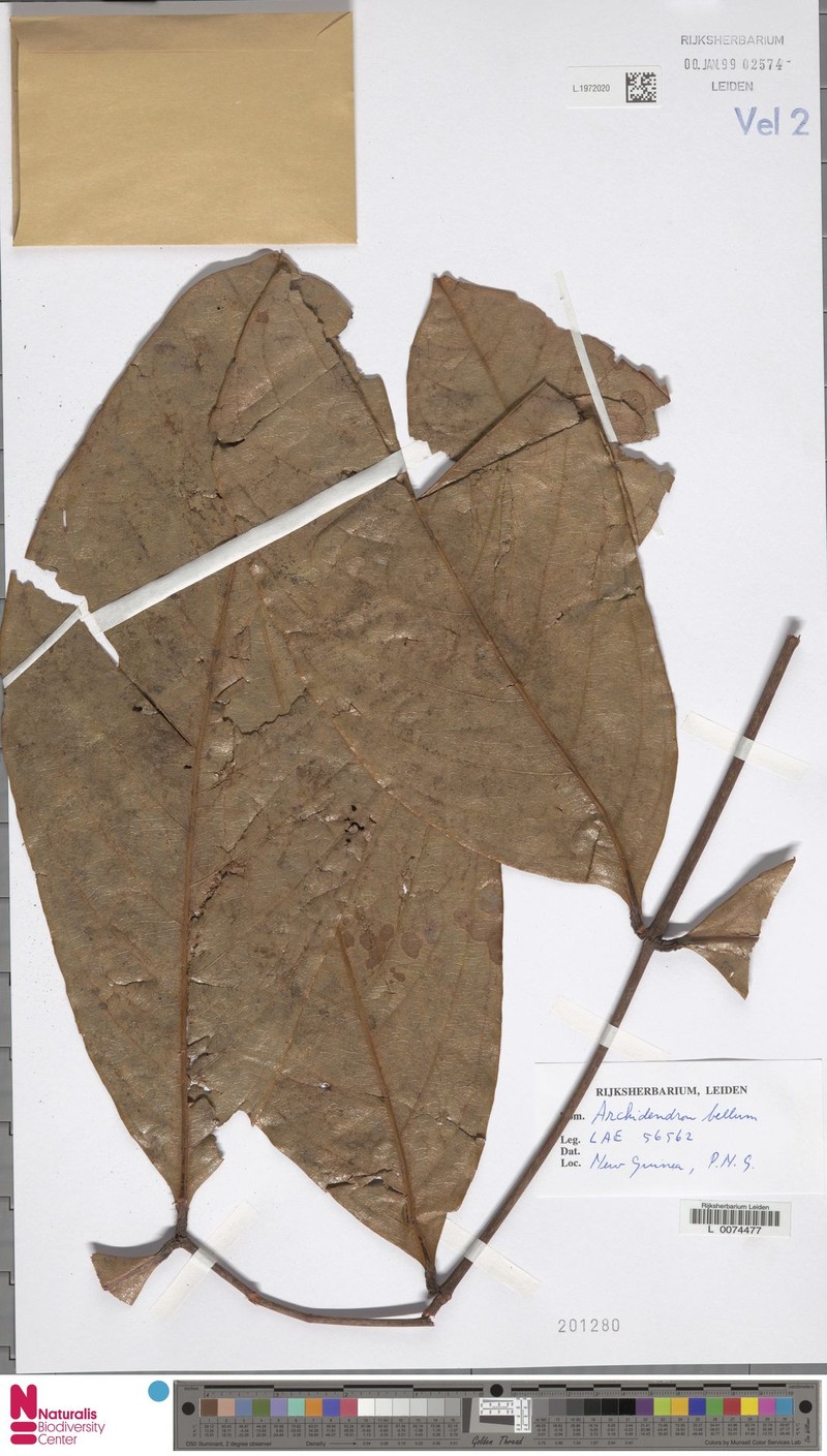 Archidendron bellum