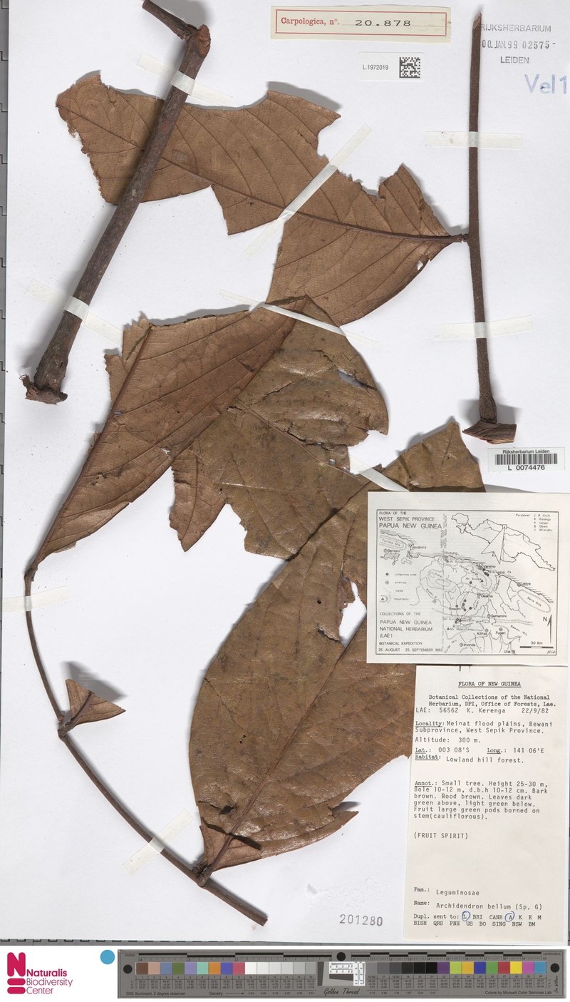 Archidendron bellum photo 2