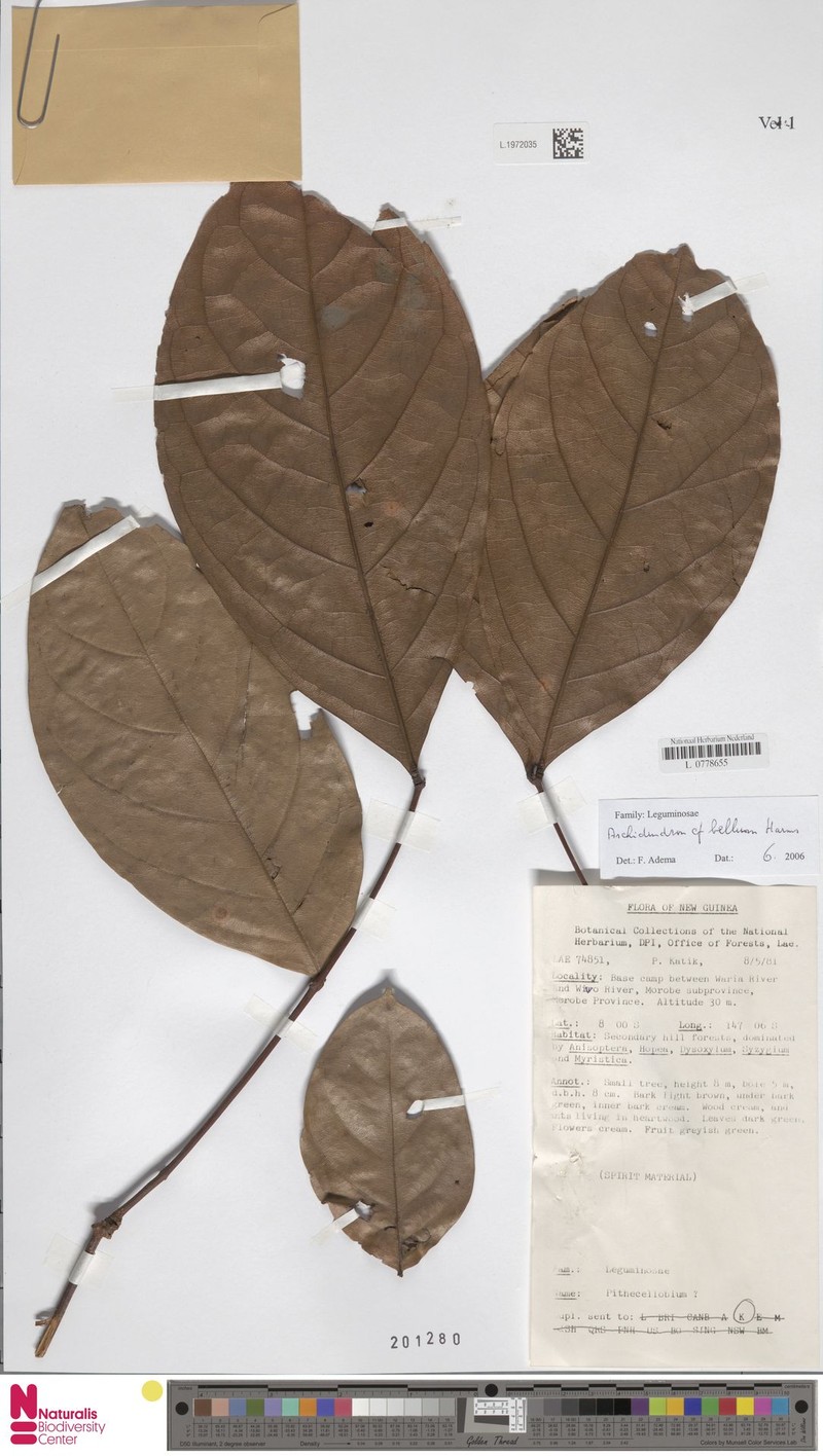 Archidendron bellum photo 3