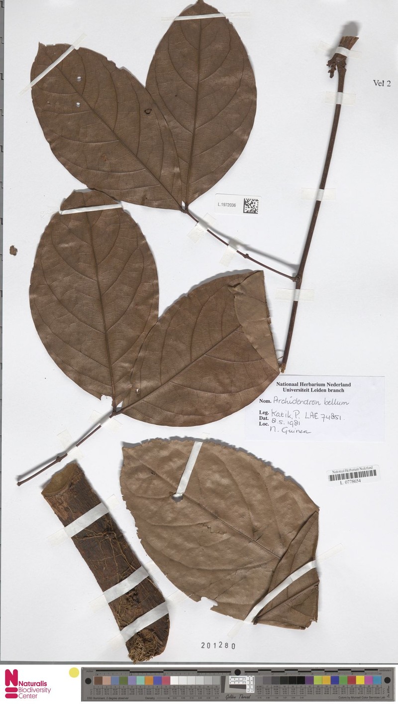 Archidendron bellum photo 4