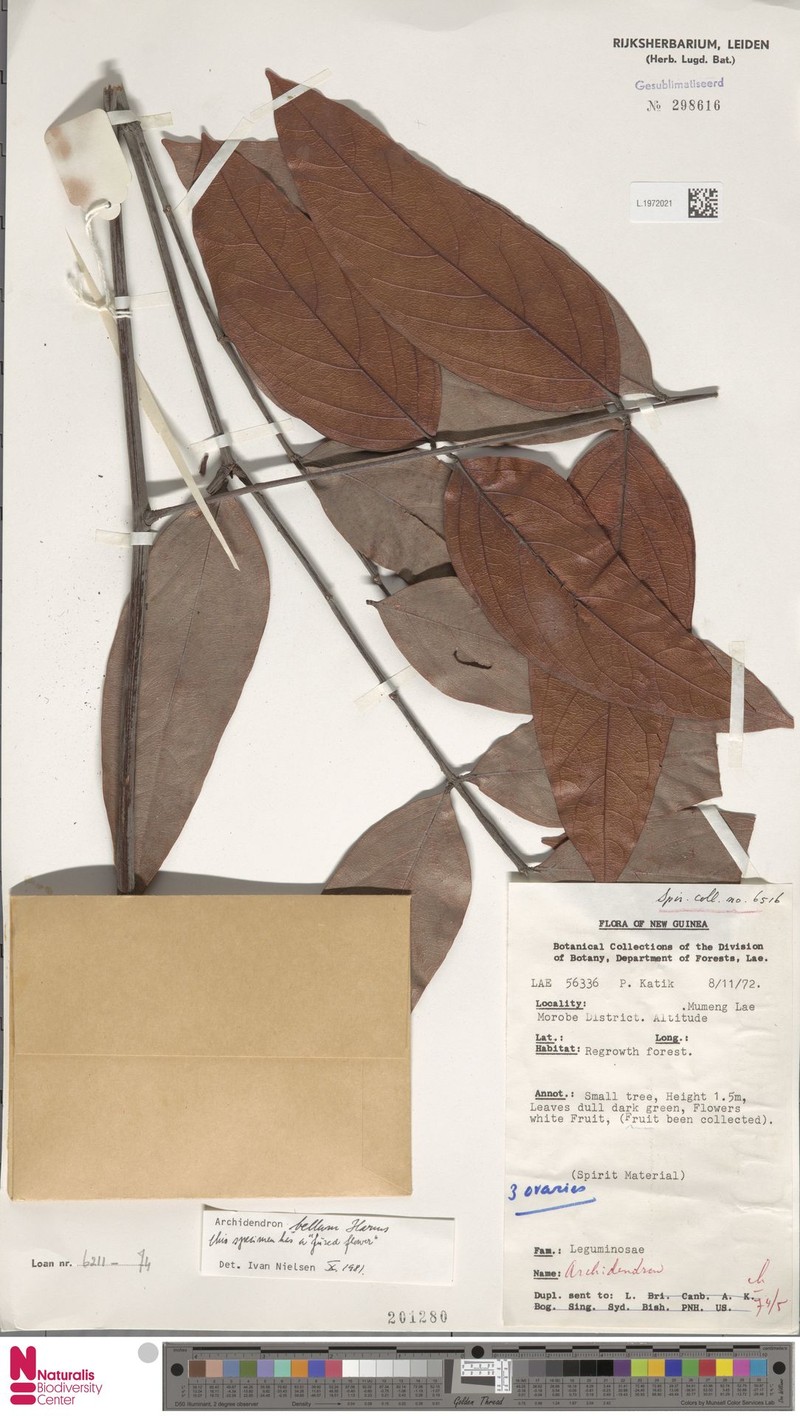 Archidendron bellum photo 5