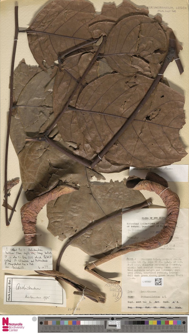 Archidendron bellum photo 6