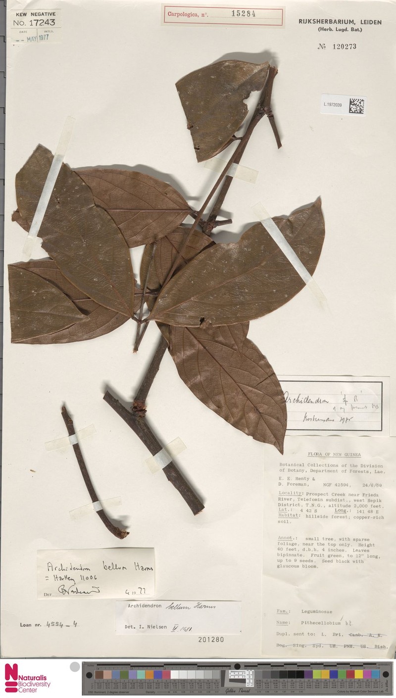 Archidendron bellum photo 7