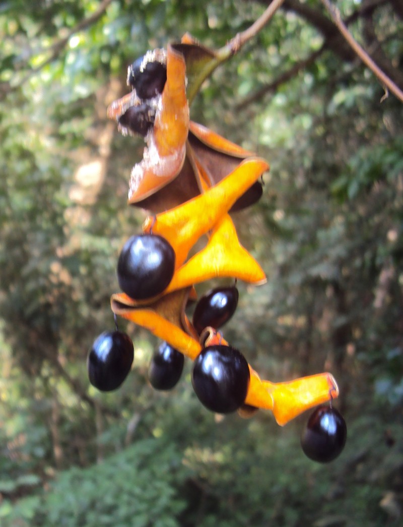 Archidendron bigeminum photo 2