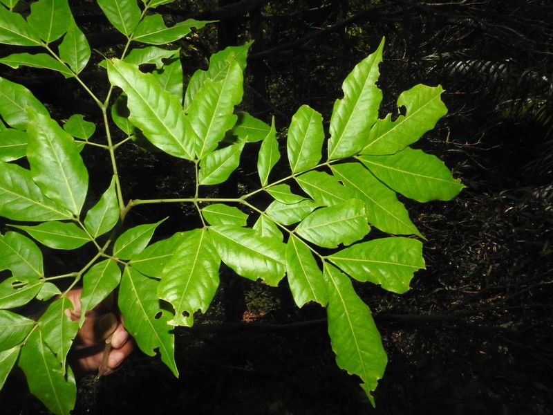 Archidendron bigeminum photo 3