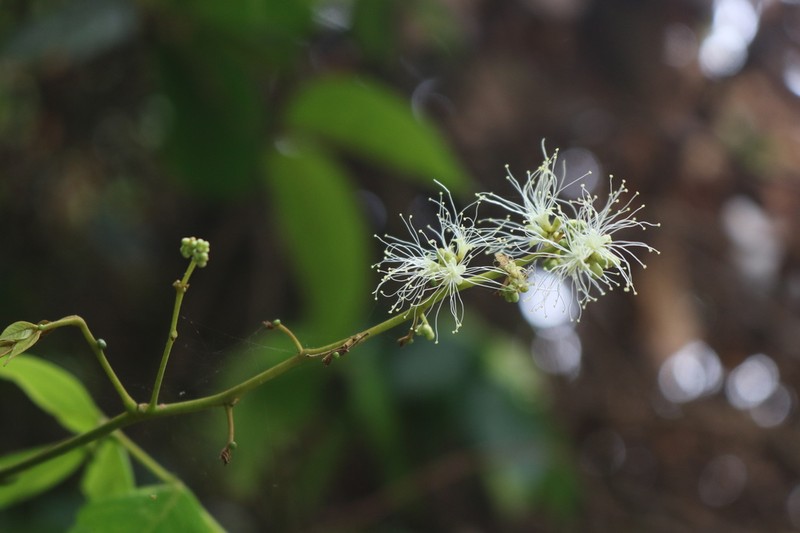 Archidendron bigeminum photo 4
