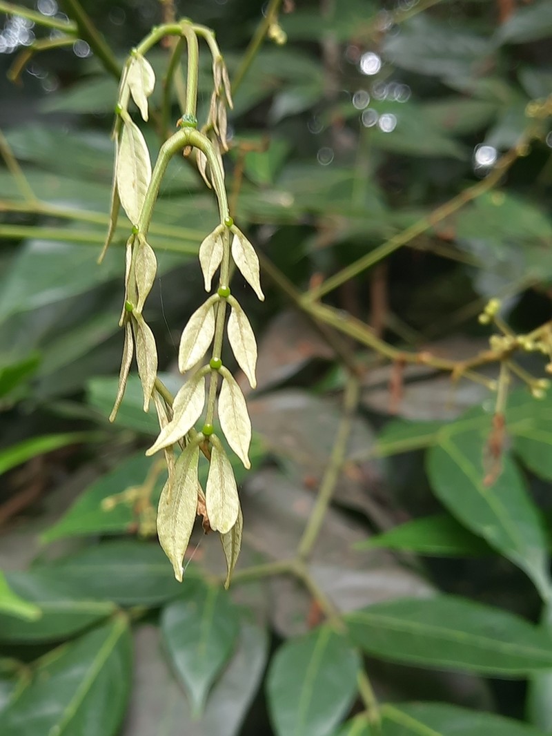 Archidendron bigeminum photo 5