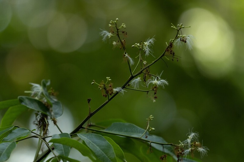 Archidendron bigeminum photo 6