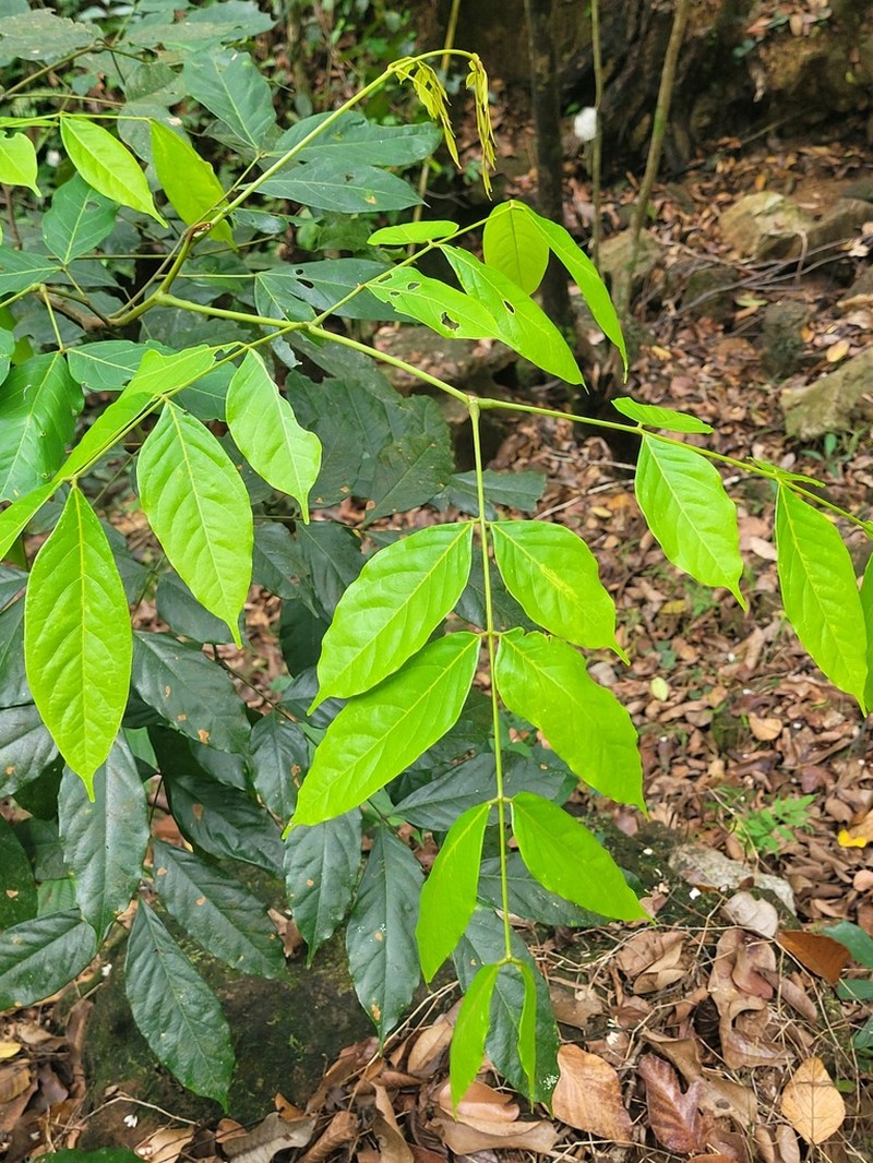 Archidendron bigeminum photo 7