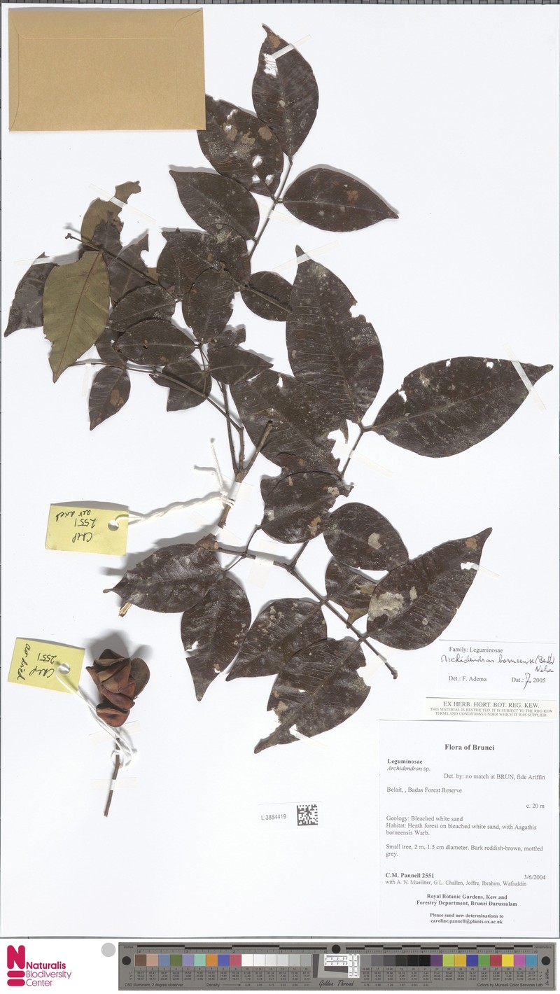 Archidendron borneense