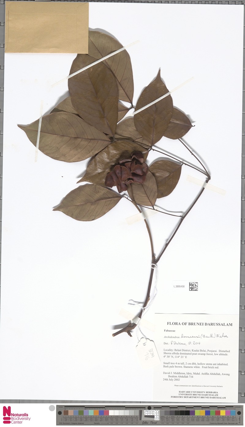 Archidendron borneense photo 2