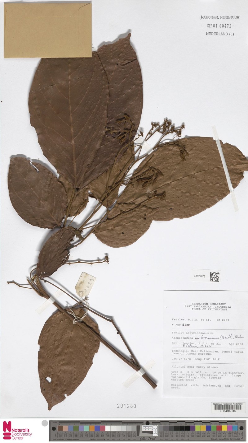Archidendron borneense photo 3