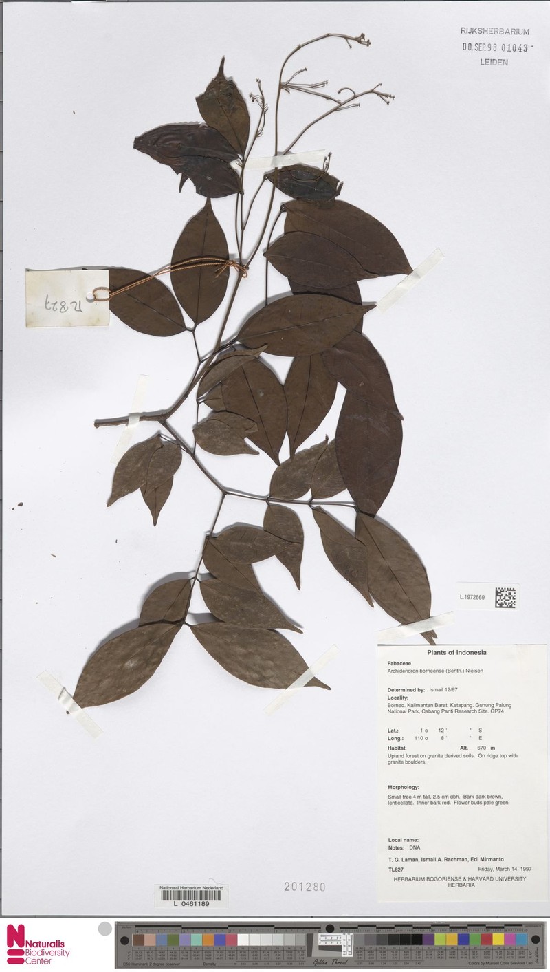 Archidendron borneense photo 4
