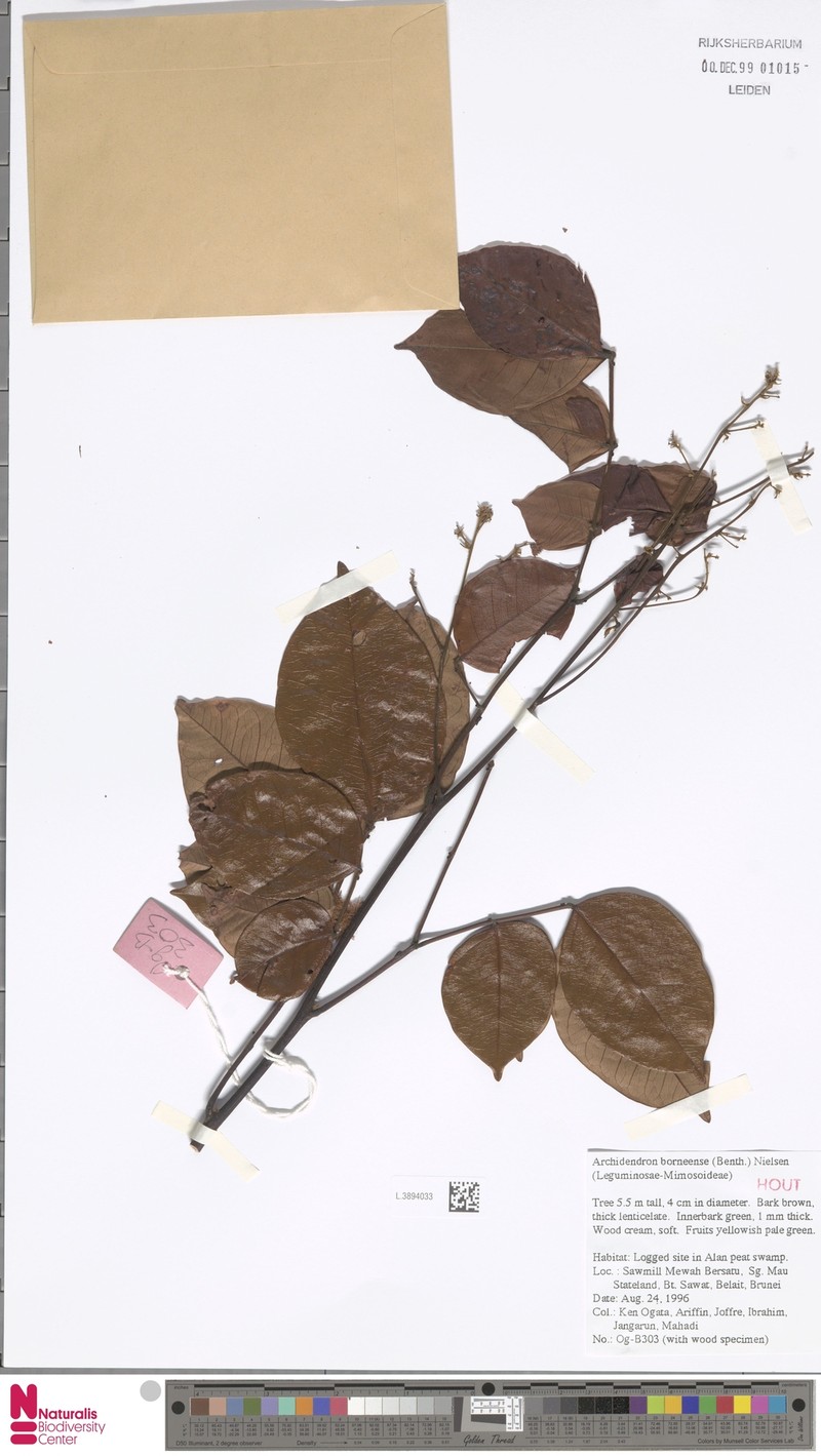 Archidendron borneense photo 5