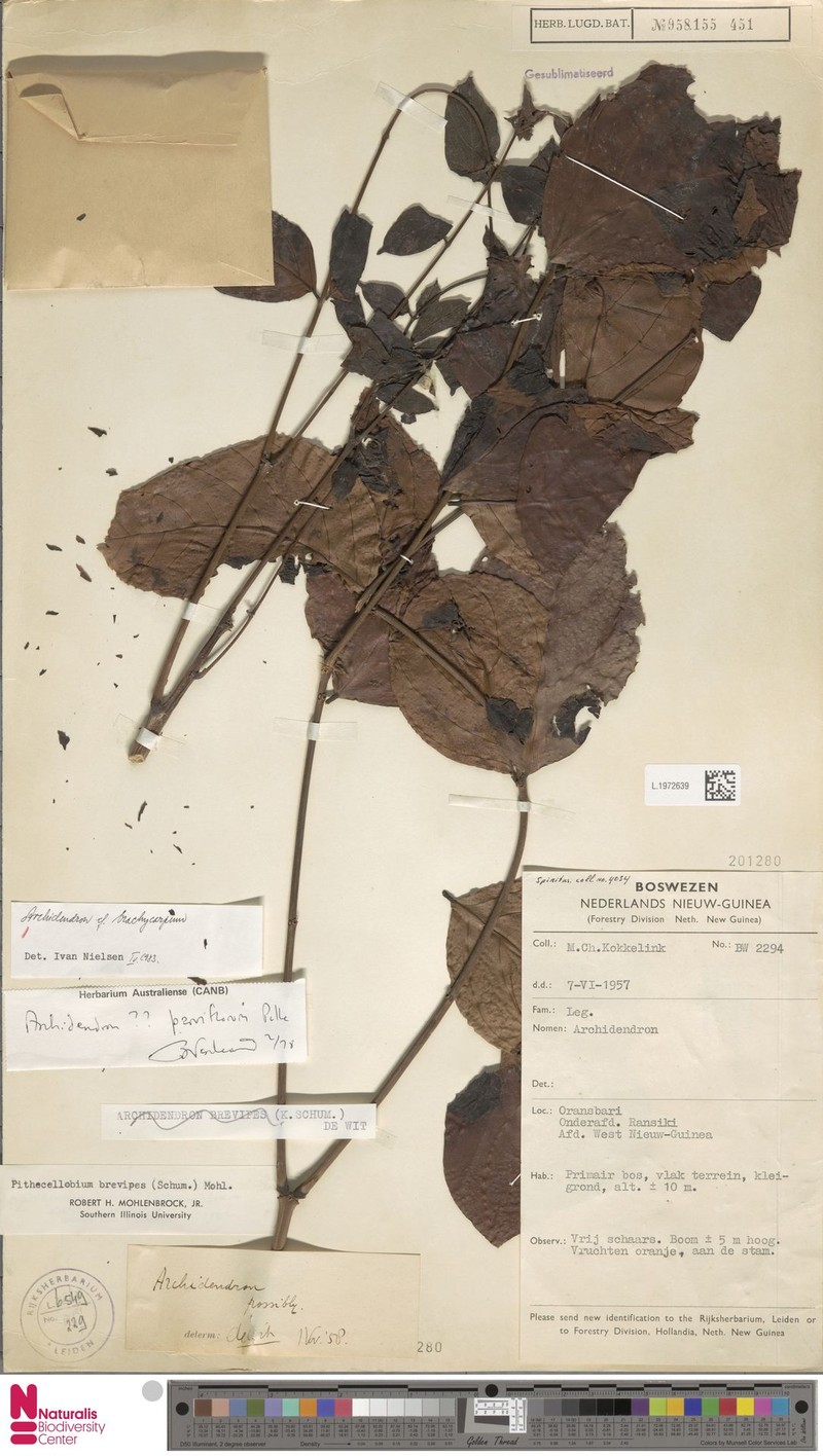 Archidendron brachycarpum