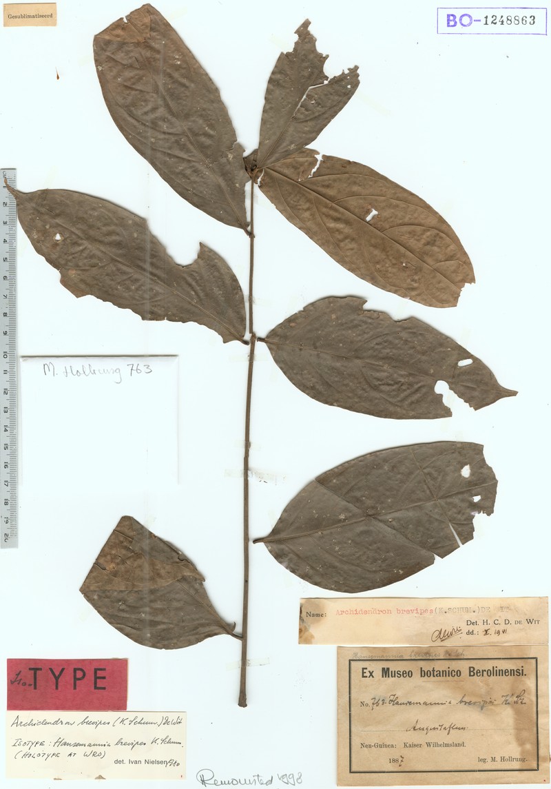 Archidendron brevipes