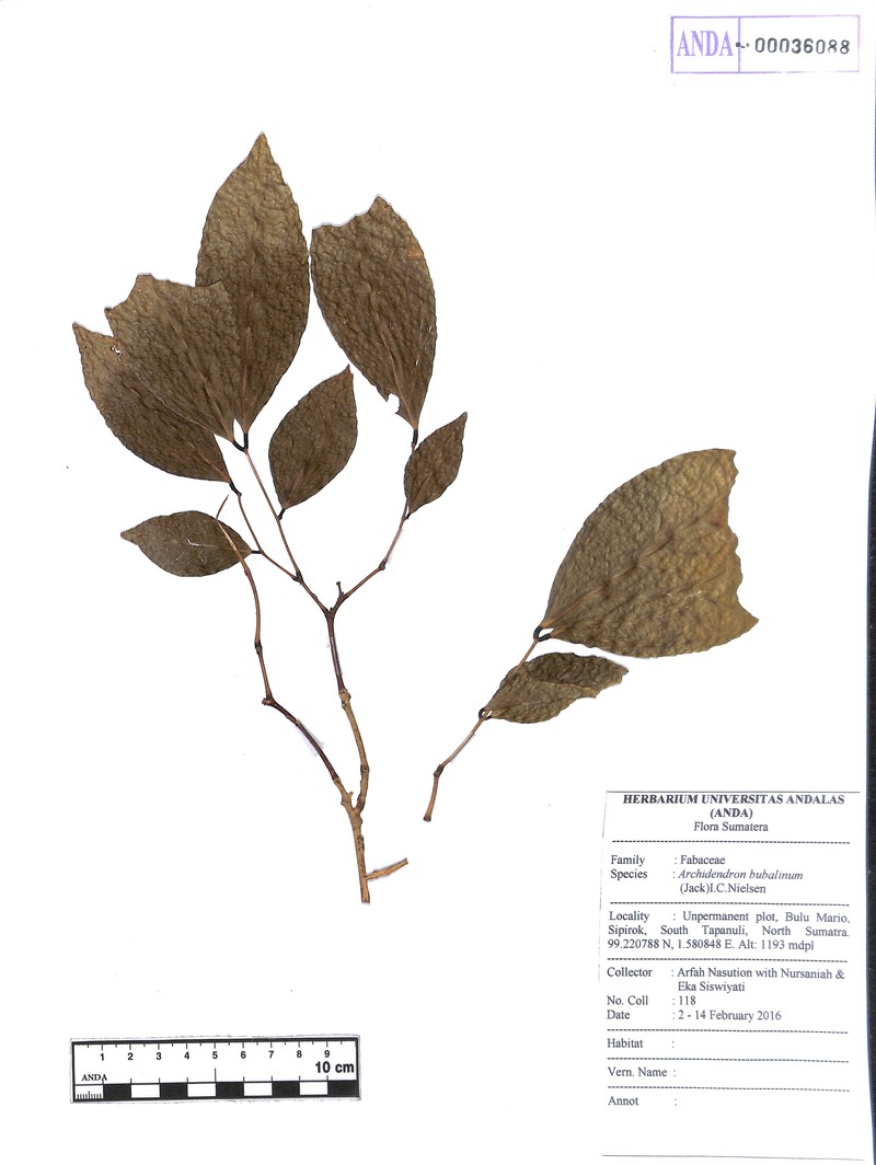Archidendron bubalinum photo 2