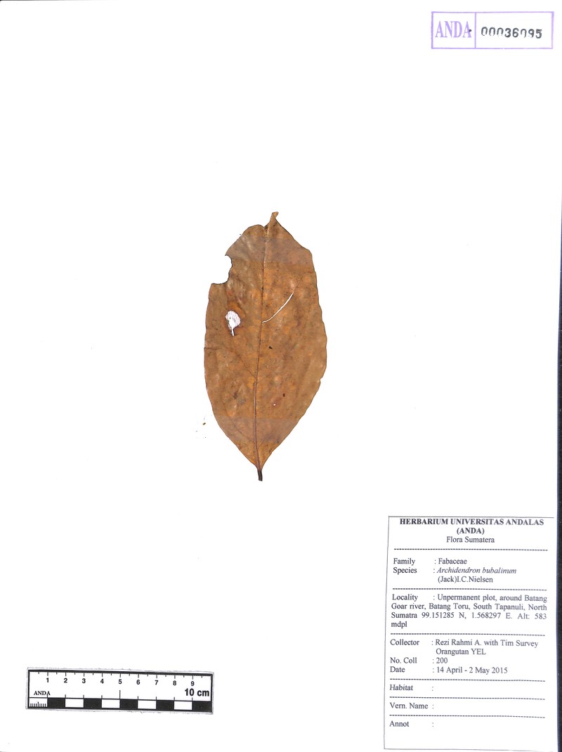Archidendron bubalinum photo 3