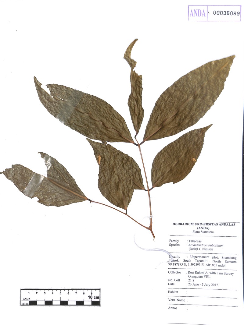 Archidendron bubalinum photo 4