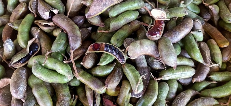 Archidendron bubalinum photo 8