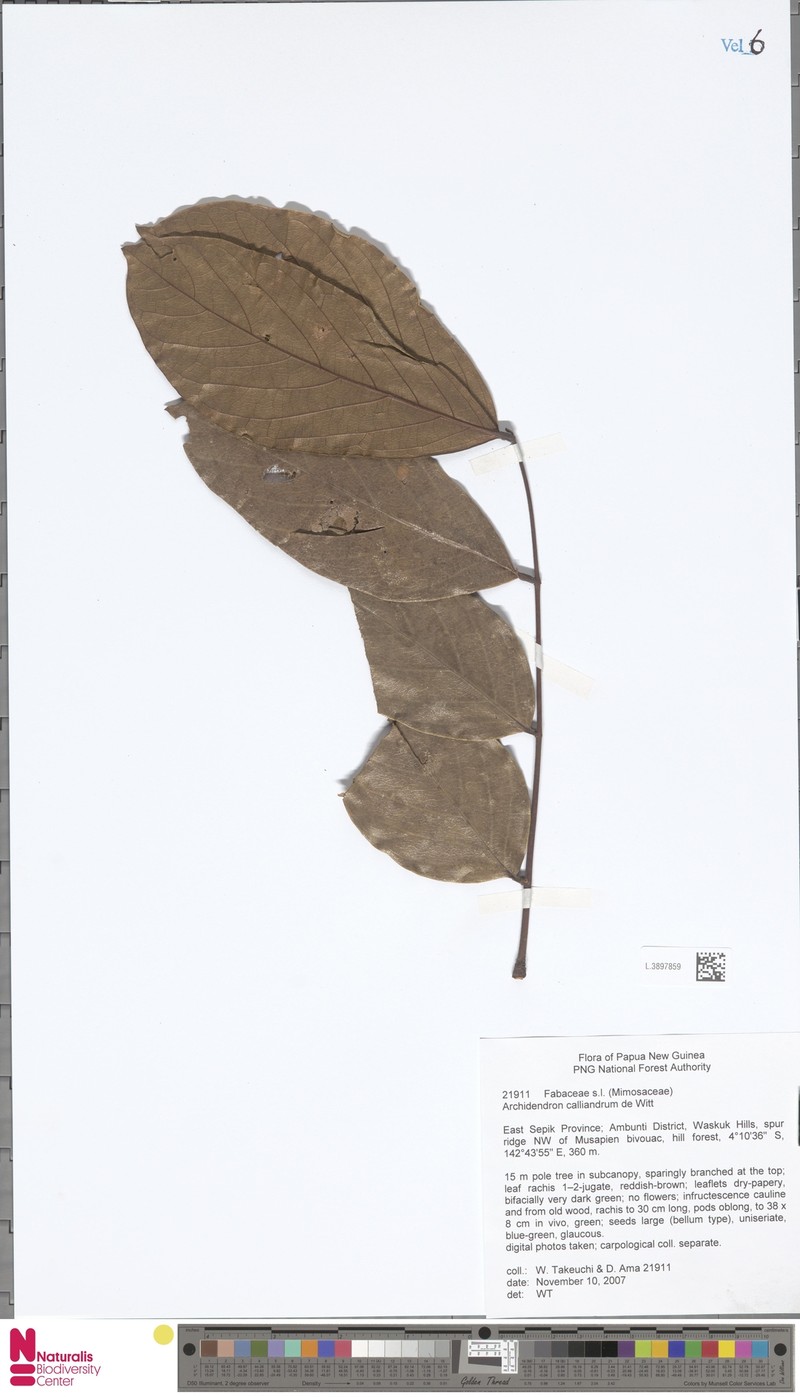Archidendron calliandrum
