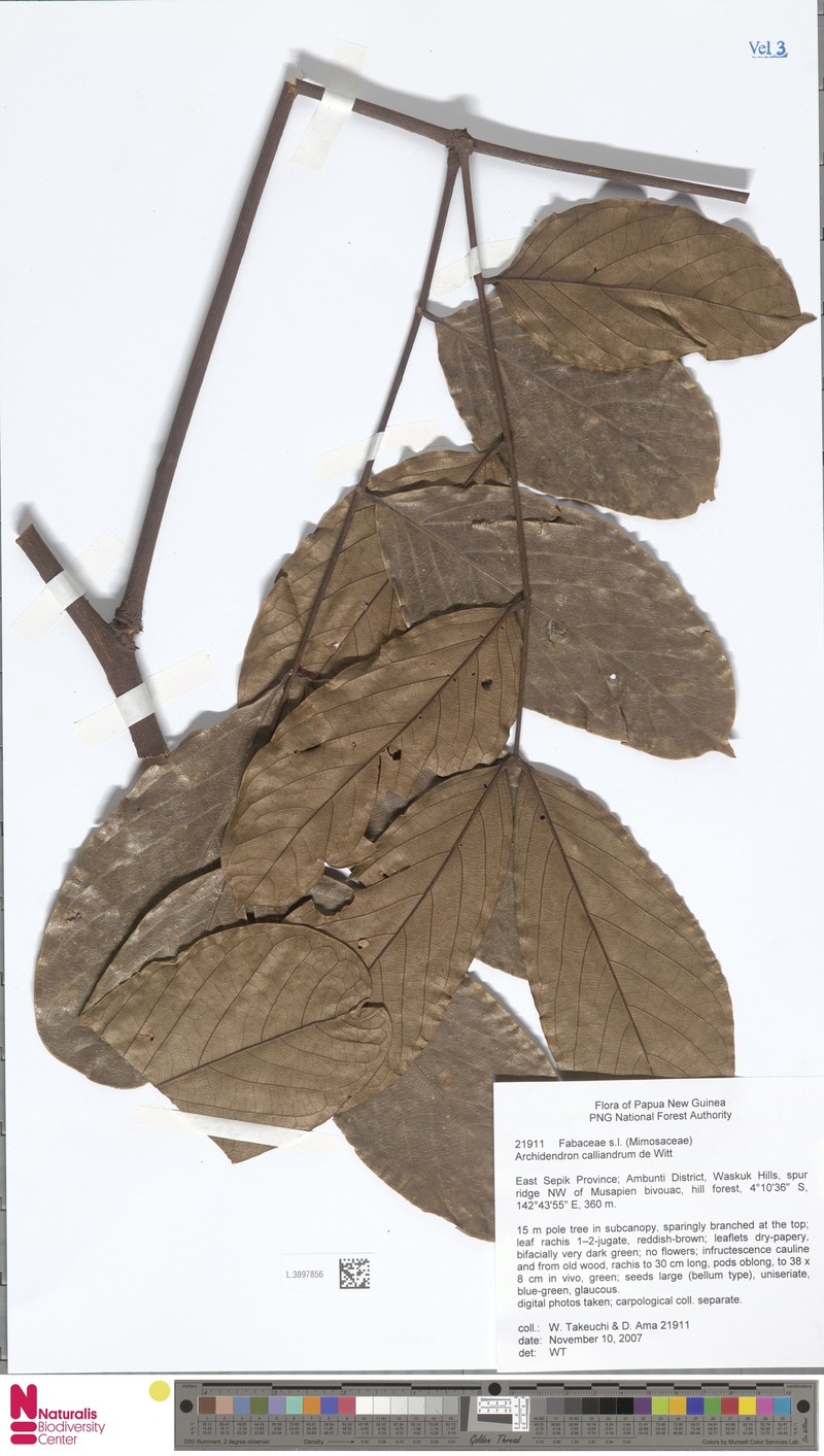 Archidendron calliandrum photo 2