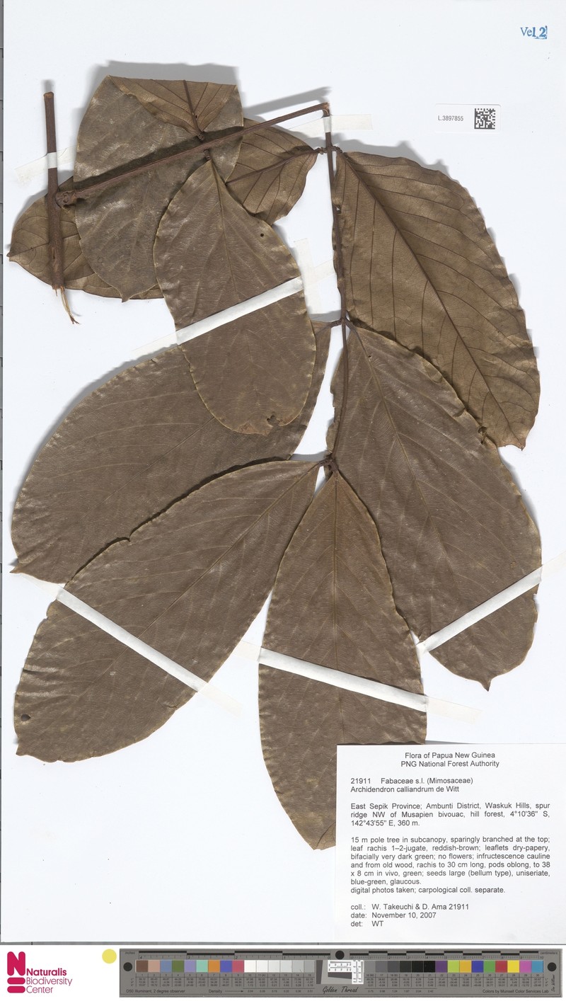 Archidendron calliandrum photo 3