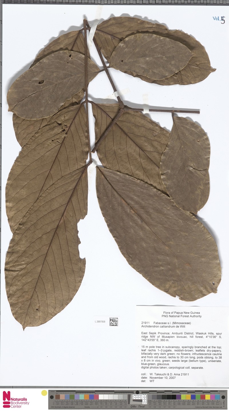 Archidendron calliandrum photo 4