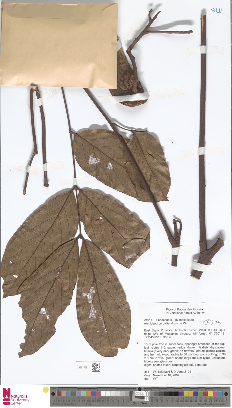 Archidendron calliandrum photo 5