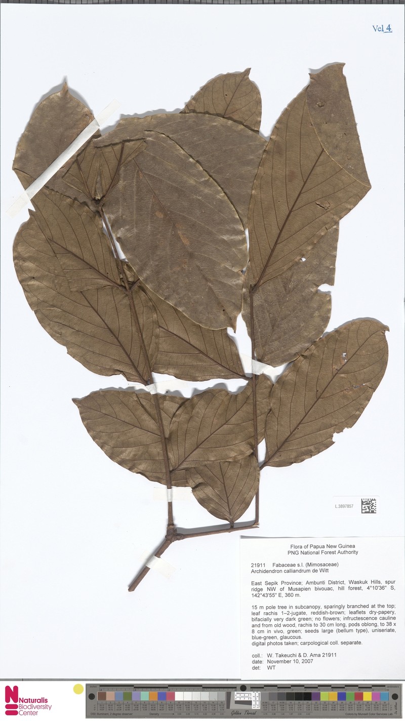 Archidendron calliandrum photo 6