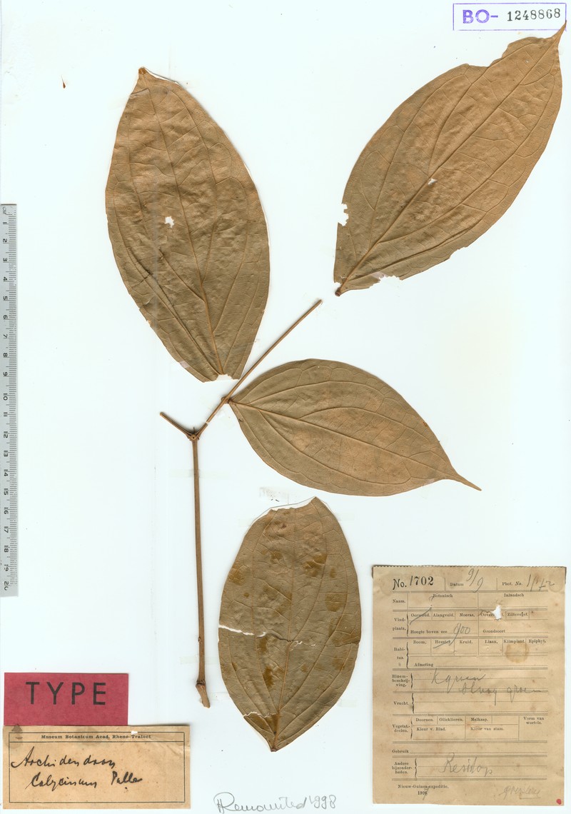 Archidendron calycinum