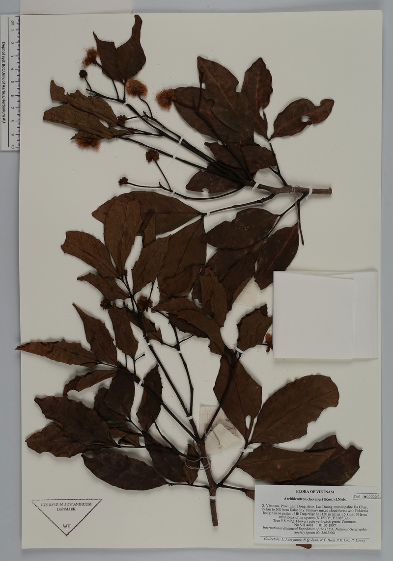 Archidendron chevalieri