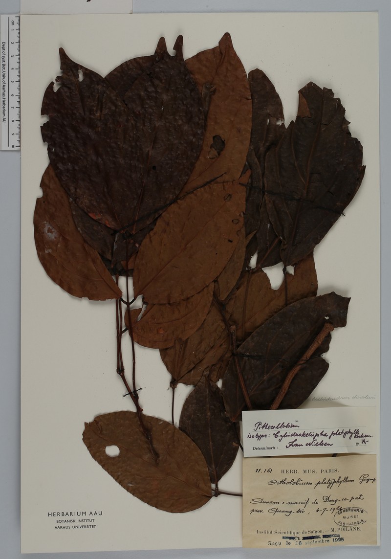 Archidendron chevalieri photo 2