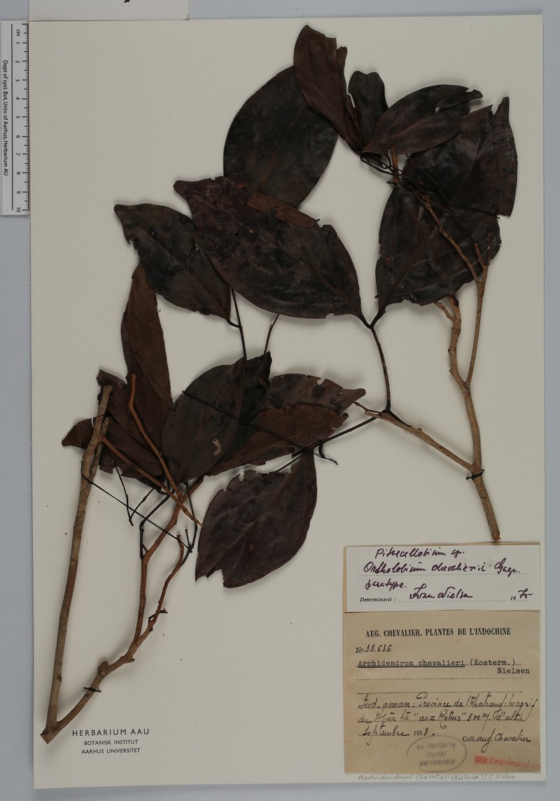 Archidendron chevalieri photo 3