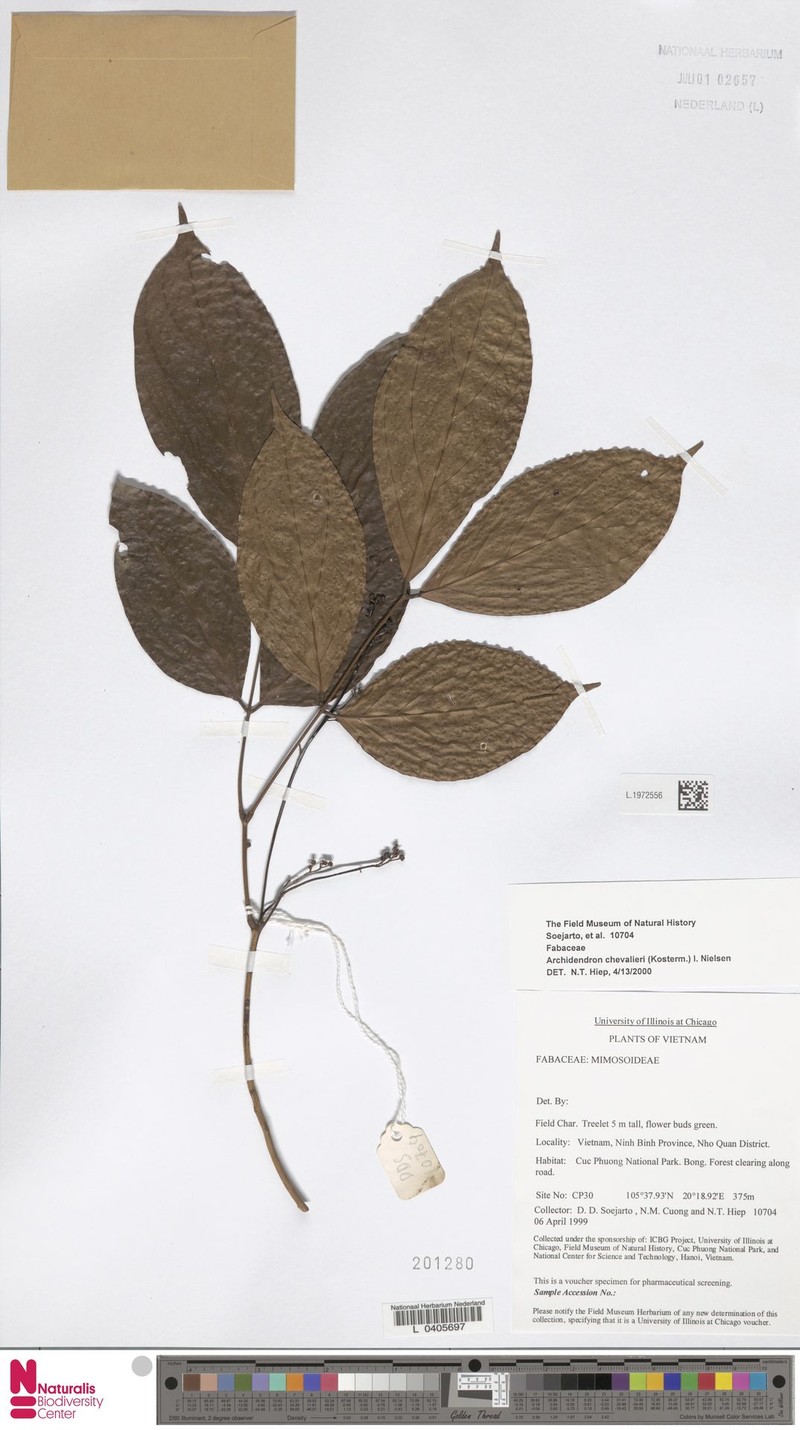 Archidendron chevalieri photo 4