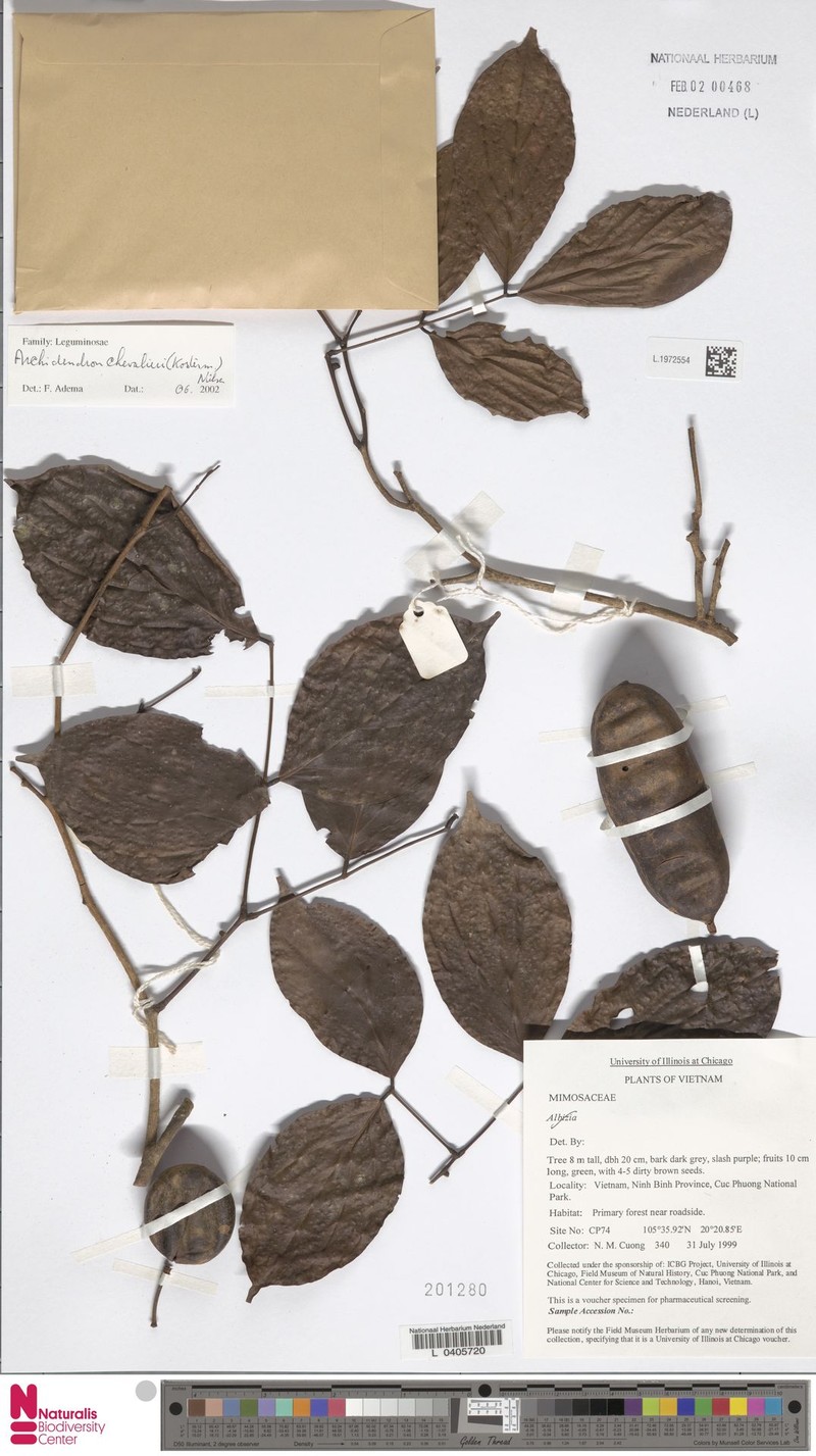 Archidendron chevalieri photo 5