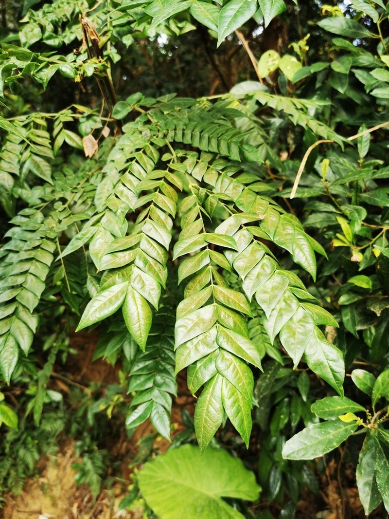 Archidendron clypearia
